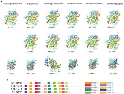 Identification of the LOX Gene Family in Peanut and Functional Characterization of AhLOX29 in Drought Tolerance